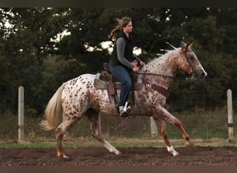 Appaloosa, Ruin, 6 Jaar, Donkere-vos