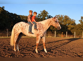 Appaloosa, Ruin, 6 Jaar, Donkere-vos