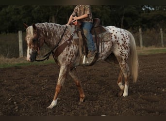 Appaloosa, Ruin, 6 Jaar, Donkere-vos
