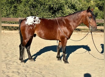 Appaloosa, Ruin, 7 Jaar, 137 cm, Roodbruin