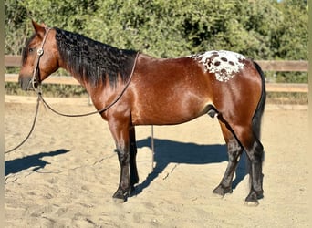 Appaloosa, Ruin, 7 Jaar, 137 cm, Roodbruin