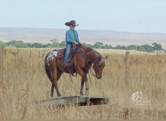 Appaloosa, Ruin, 7 Jaar, 142 cm, Roodbruin