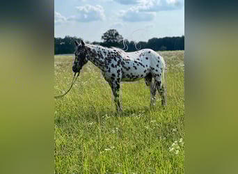 Appaloosa, Ruin, 7 Jaar, 142 cm, Roodbruin