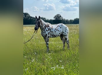 Appaloosa, Ruin, 7 Jaar, 142 cm, Roodbruin