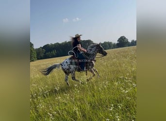 Appaloosa, Ruin, 7 Jaar, 142 cm, Roodbruin