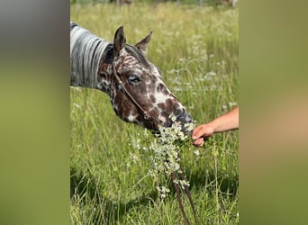 Appaloosa, Ruin, 7 Jaar, 142 cm, Roodbruin