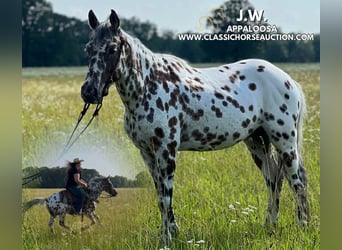 Appaloosa, Ruin, 7 Jaar, 142 cm, Roodbruin