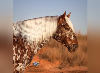 Appaloosa, Ruin, 7 Jaar, 145 cm