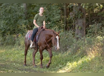 Appaloosa, Ruin, 7 Jaar, 147 cm