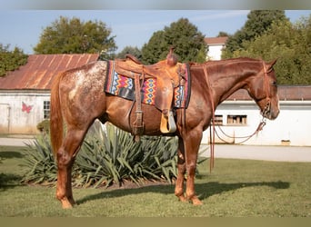 Appaloosa, Ruin, 7 Jaar, 147 cm