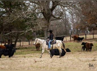 Appaloosa, Ruin, 7 Jaar, 150 cm, Buckskin