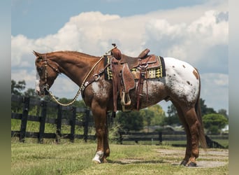 Appaloosa, Ruin, 7 Jaar, 150 cm