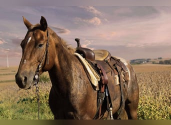 Appaloosa, Ruin, 7 Jaar, 152 cm, Donkere-vos