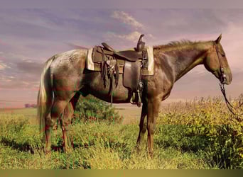 Appaloosa, Ruin, 7 Jaar, 152 cm, Donkere-vos