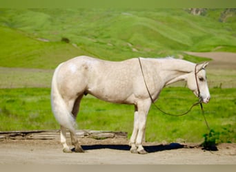 Appaloosa, Ruin, 7 Jaar, 152 cm, Palomino