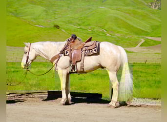 Appaloosa, Ruin, 7 Jaar, 152 cm, Palomino
