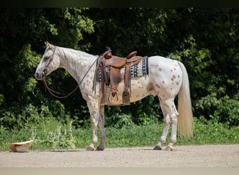 Appaloosa, Ruin, 7 Jaar, 152 cm