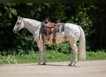 Appaloosa, Ruin, 7 Jaar, 152 cm