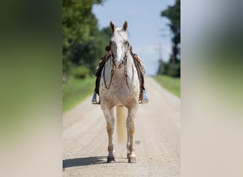 Appaloosa, Ruin, 7 Jaar, 152 cm