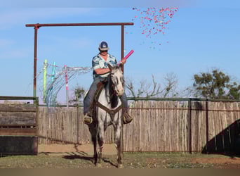 Appaloosa, Ruin, 7 Jaar, 155 cm, Zwart