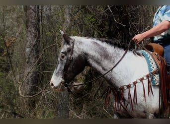 Appaloosa, Ruin, 7 Jaar, 155 cm, Zwart