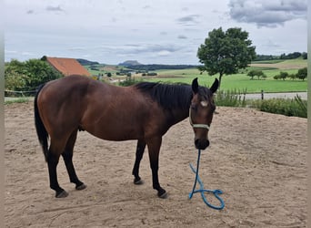 Appaloosa, Ruin, 7 Jaar, 156 cm, Bruin