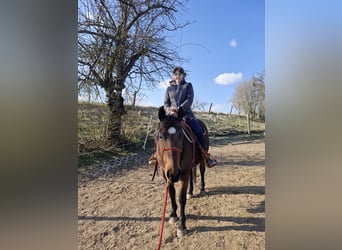 Appaloosa, Ruin, 7 Jaar, 156 cm, Bruin