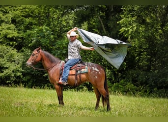 Appaloosa, Ruin, 7 Jaar, 160 cm