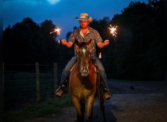 Appaloosa, Ruin, 7 Jaar, 160 cm