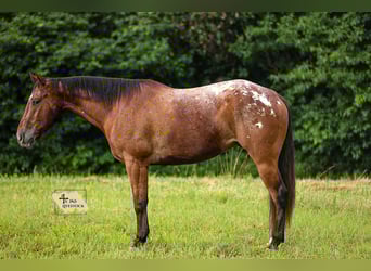 Appaloosa, Ruin, 7 Jaar, 160 cm
