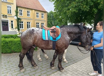 Appaloosa Mix, Ruin, 7 Jaar, 160 cm, Zwart