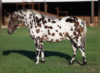 Appaloosa, Ruin, 7 Jaar, Donkere-vos