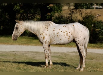 Appaloosa, Ruin, 7 Jaar, Palomino