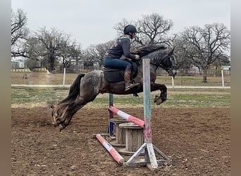 Appaloosa, Ruin, 7 Jaar, Schimmel