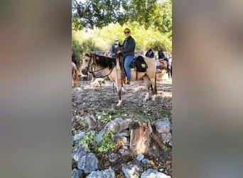 Appaloosa, Ruin, 8 Jaar, 146 cm