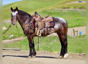 Appaloosa, Ruin, 8 Jaar, 147 cm, Roodbruin