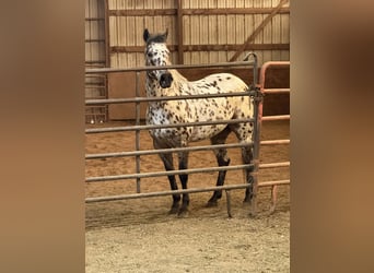 Appaloosa, Ruin, 8 Jaar, 150 cm, Appaloosa
