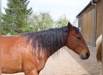 Appaloosa Mix, Ruin, 8 Jaar, 150 cm, Bruin