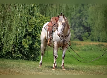 Appaloosa, Ruin, 8 Jaar, 150 cm, Buckskin