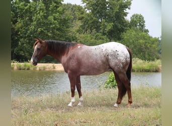 Appaloosa, Ruin, 8 Jaar, 152 cm, Donkere-vos