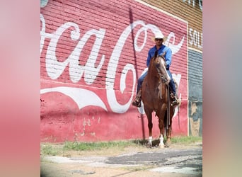 Appaloosa, Ruin, 8 Jaar, 152 cm, Donkere-vos