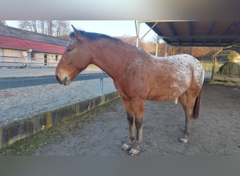 Appaloosa Mix, Ruin, 8 Jaar, 152 cm