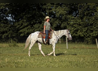 Appaloosa, Ruin, 8 Jaar, 152 cm