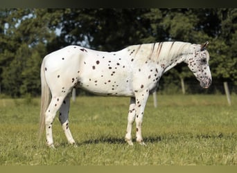 Appaloosa, Ruin, 8 Jaar, 152 cm