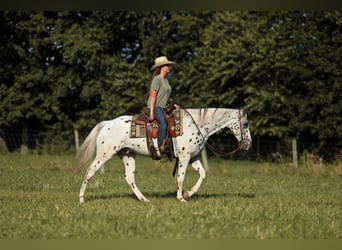 Appaloosa, Ruin, 8 Jaar, 152 cm