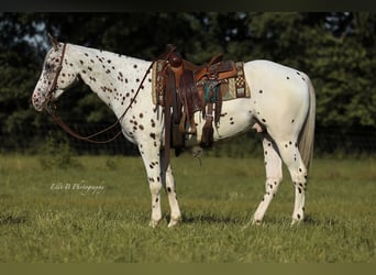 Appaloosa, Ruin, 8 Jaar, 152 cm