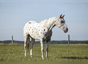 Appaloosa, Ruin, 8 Jaar, 152 cm