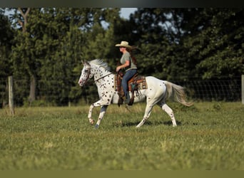 Appaloosa, Ruin, 8 Jaar, 152 cm