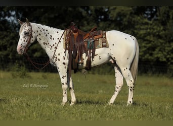 Appaloosa, Ruin, 8 Jaar, 152 cm