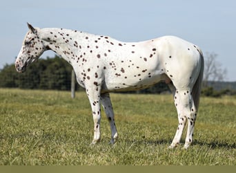 Appaloosa, Ruin, 8 Jaar, 152 cm